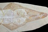 Large, Guitar Ray (Rhinobatos) Fossil - Lebanon #167804-3